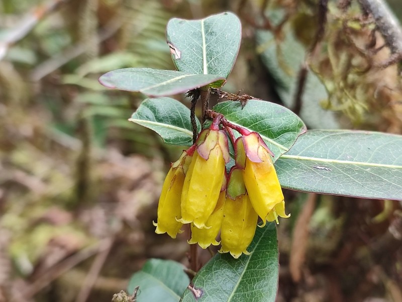 Agapetes flava photo 4