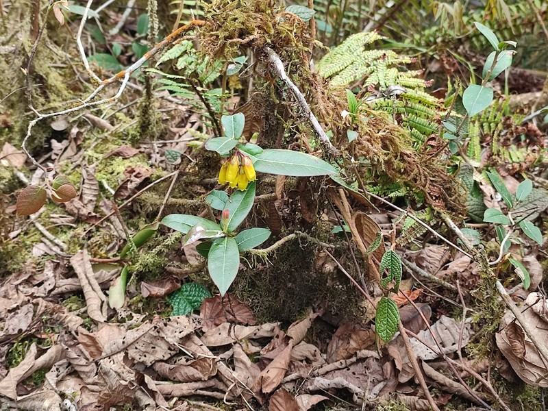 Agapetes flava photo 5