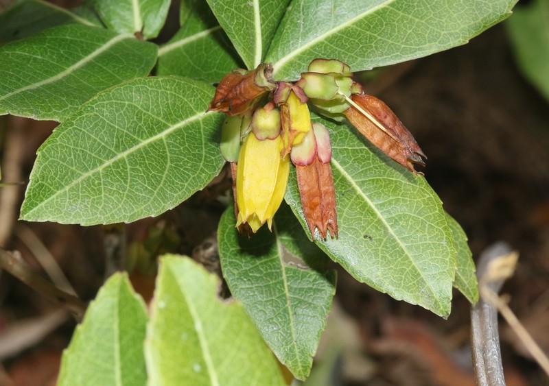 Agapetes flava var. flava