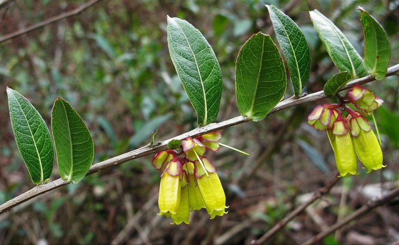Agapetes flava var. flava photo 2