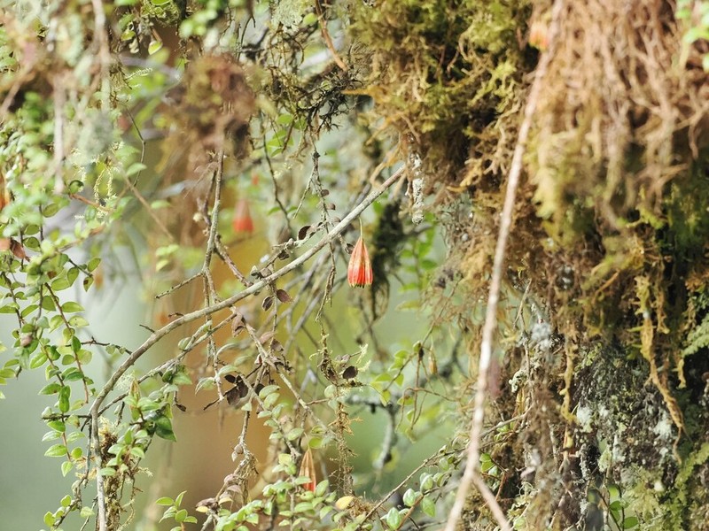 Agapetes forrestii photo 2