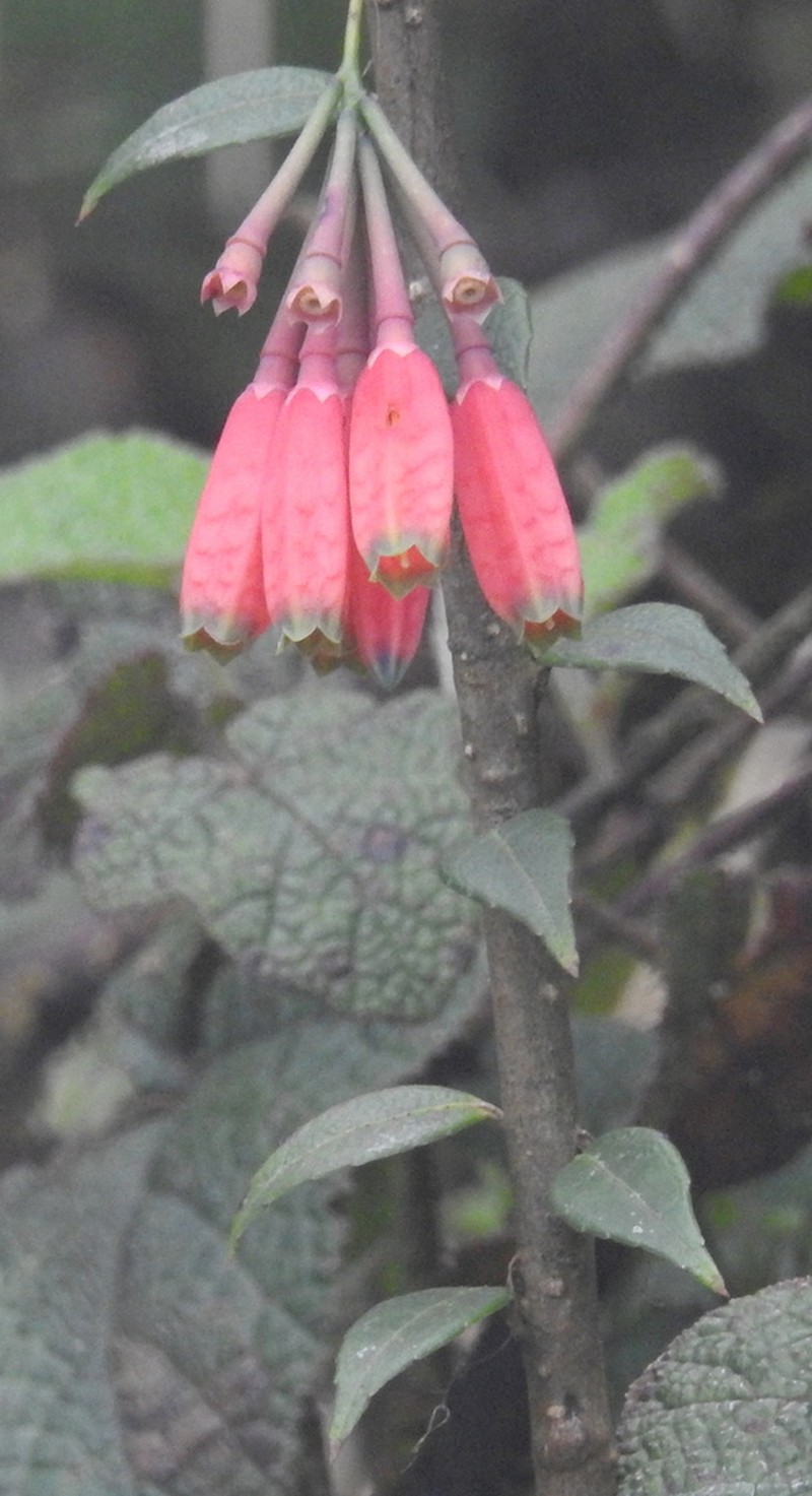 Agapetes forrestii photo 5
