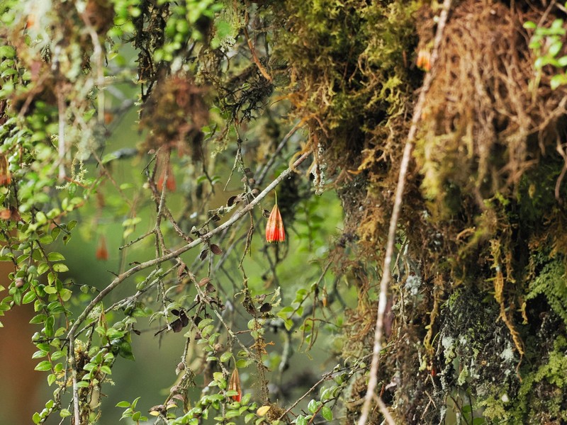 Agapetes forrestii photo 6