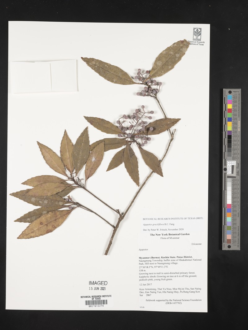 Agapetes graciliflora