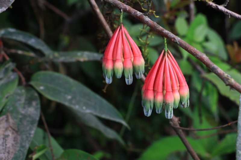 Agapetes griffithii
