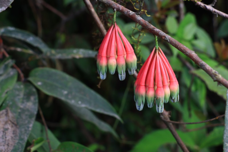 Agapetes griffithii photo 2