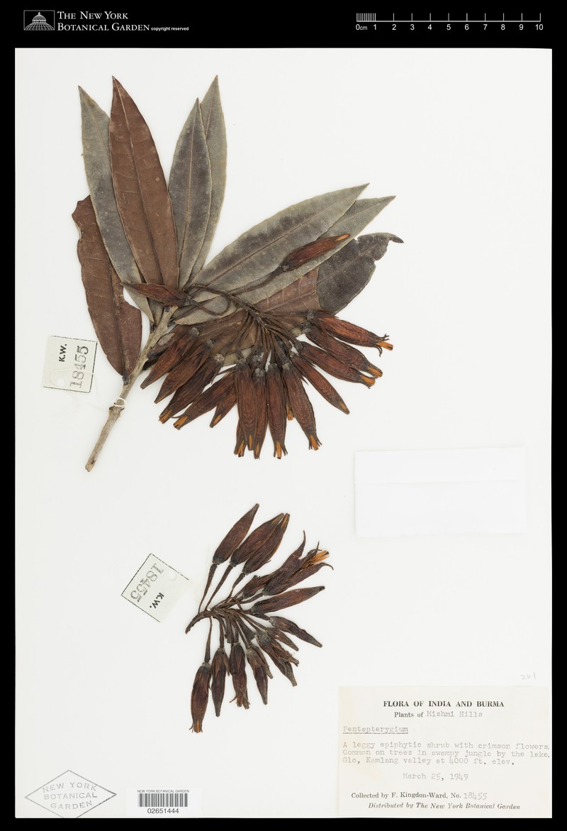 Agapetes hillii