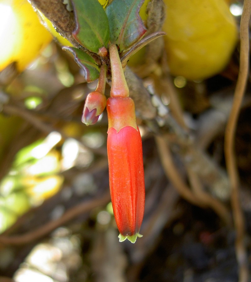 Agapetes hosseana photo 2