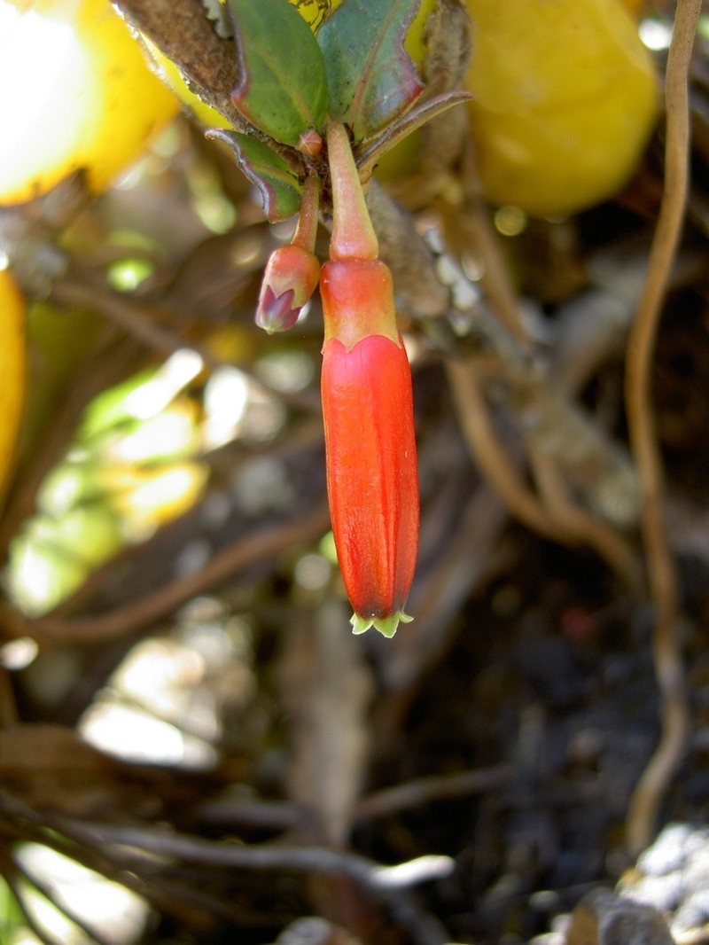 Agapetes hosseana photo 3