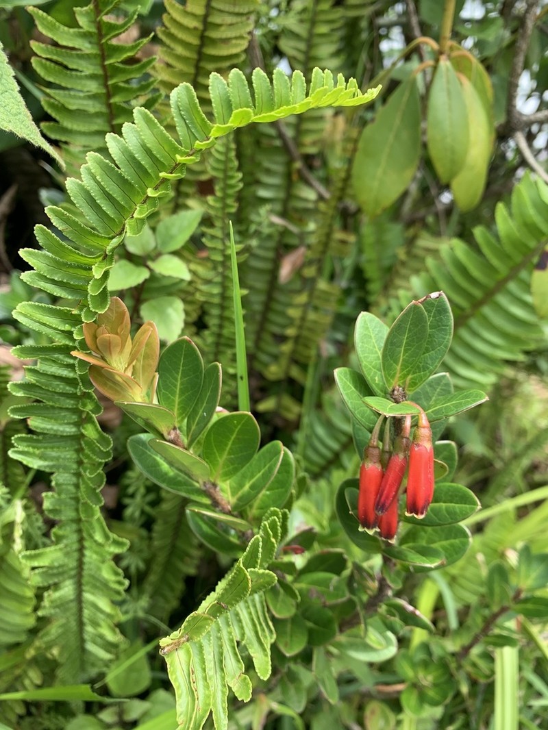 Agapetes hosseana photo 4