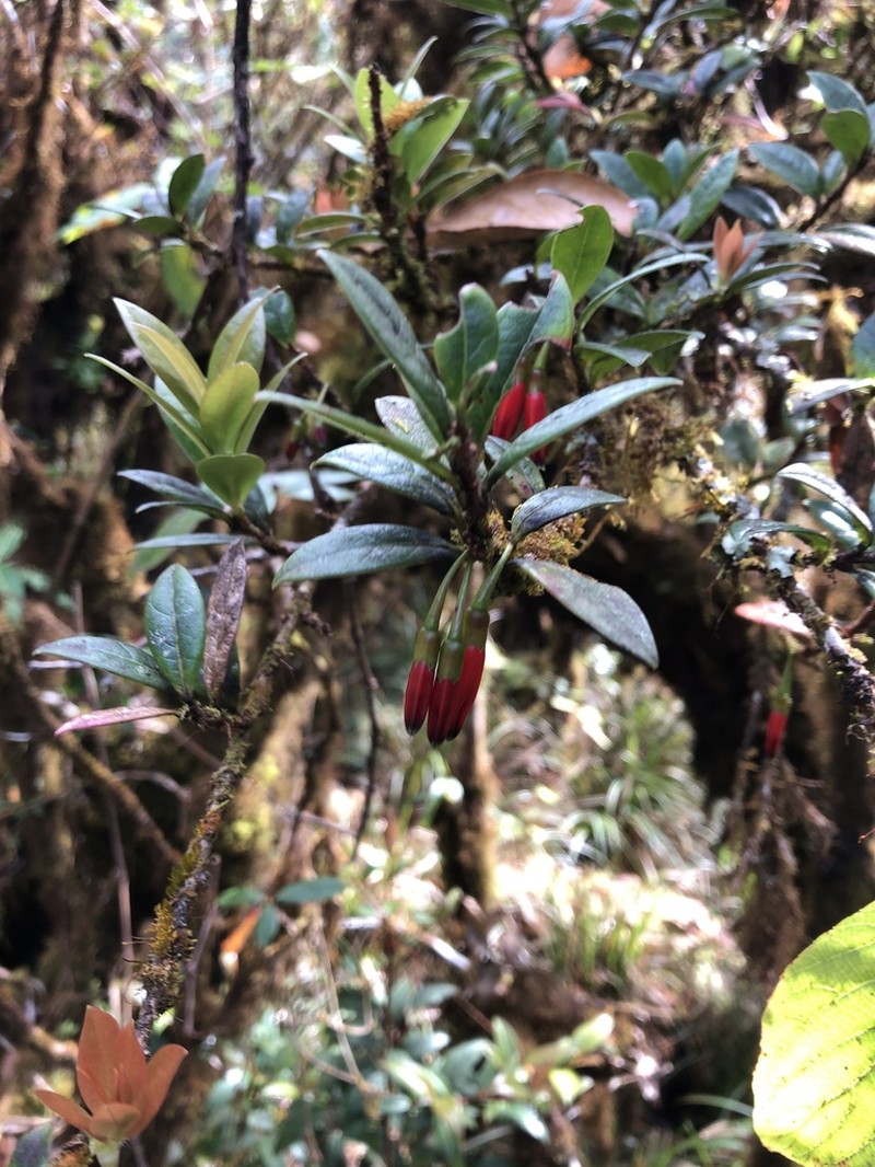 Agapetes hosseana photo 5
