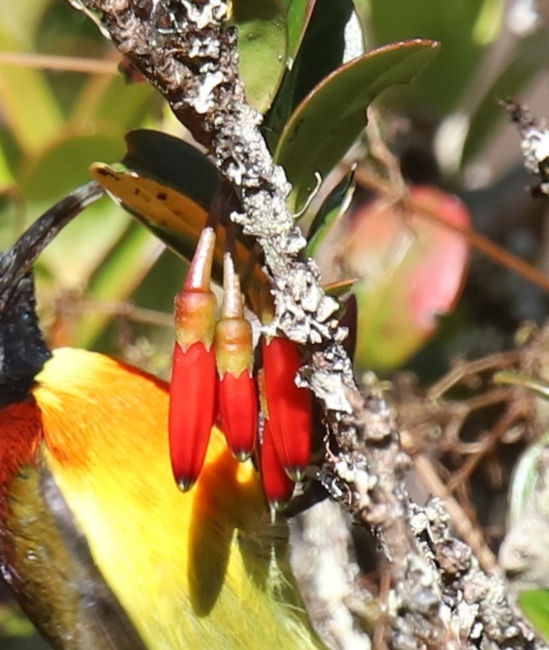 Agapetes hosseana photo 6