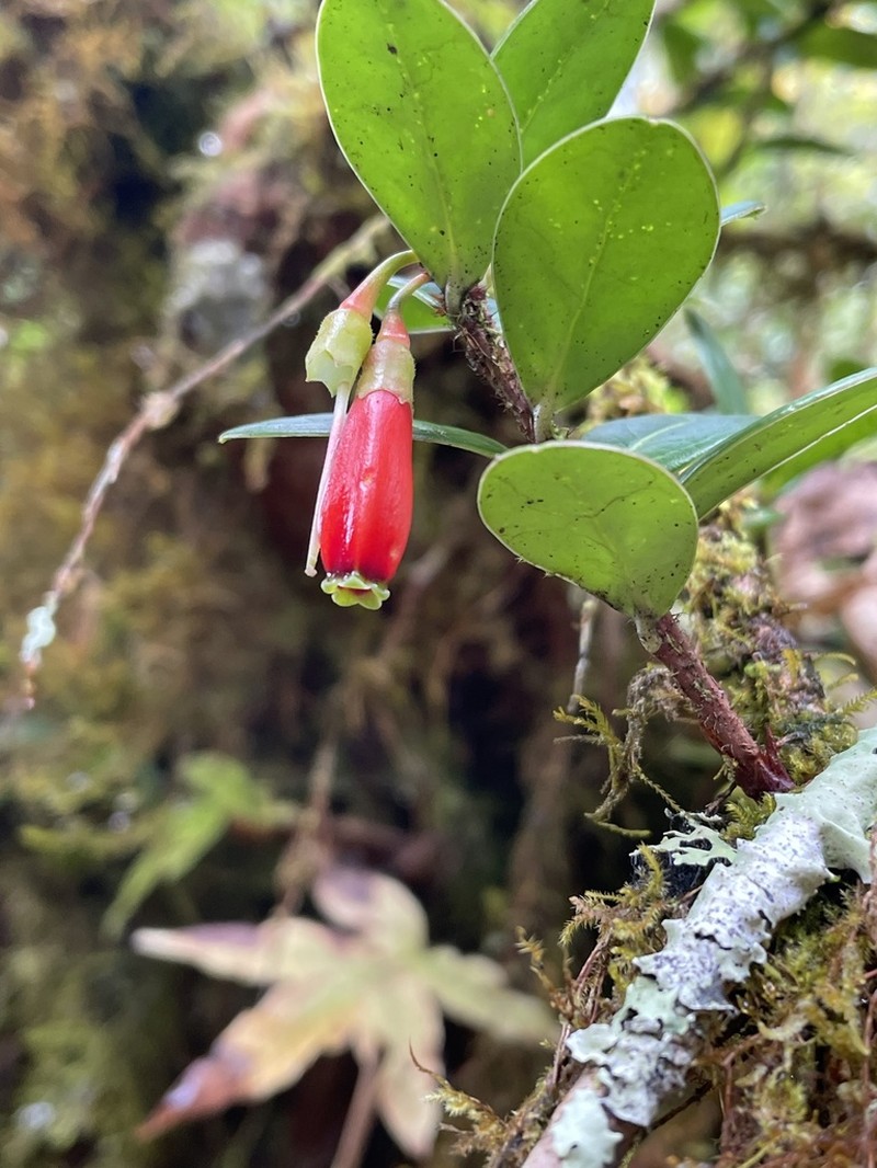 Agapetes hosseana photo 7