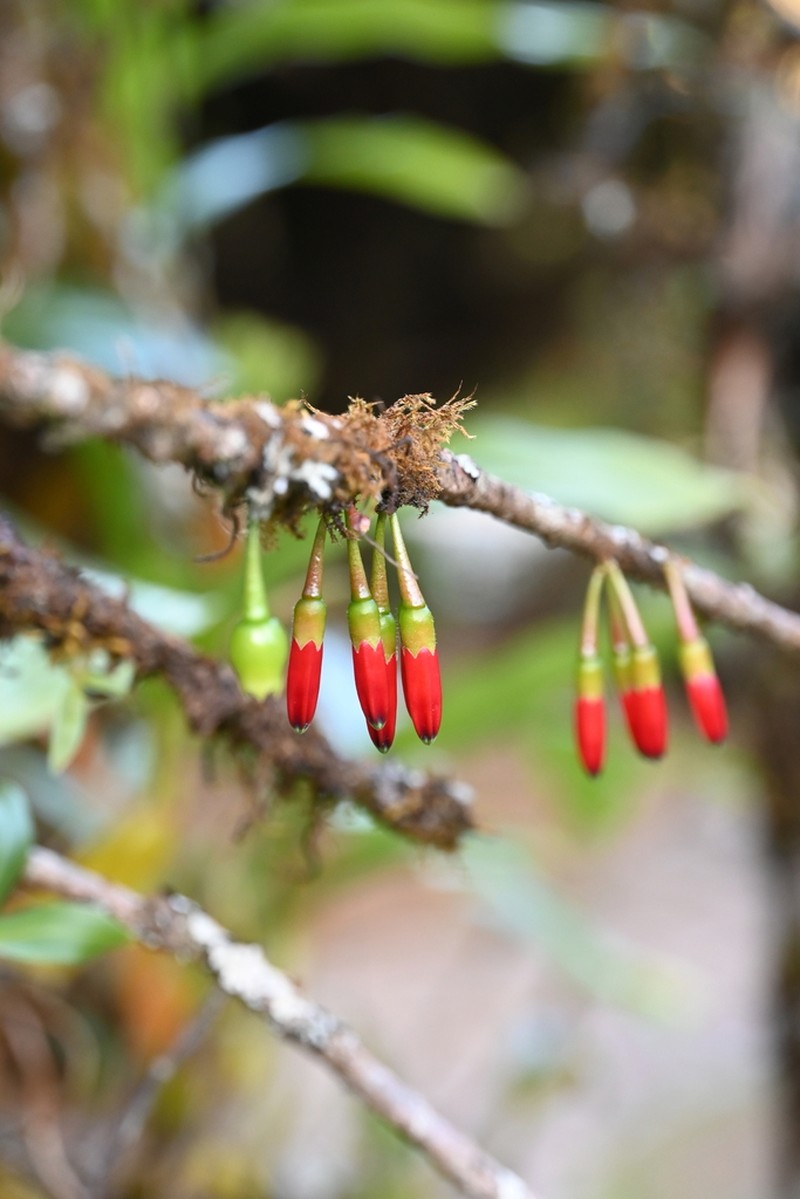 Agapetes hosseana photo 8