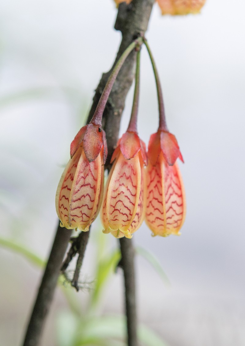 Agapetes incurvata