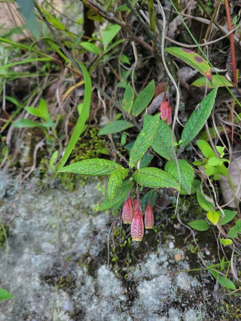 Agapetes incurvata photo 3