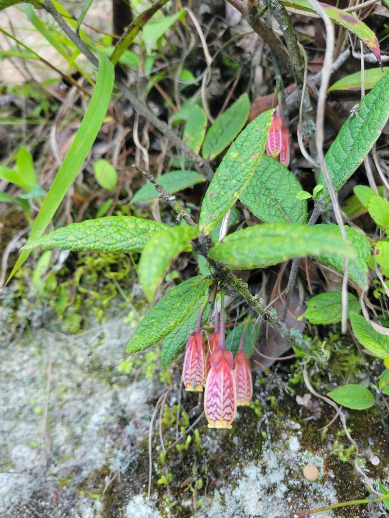 Agapetes incurvata photo 4