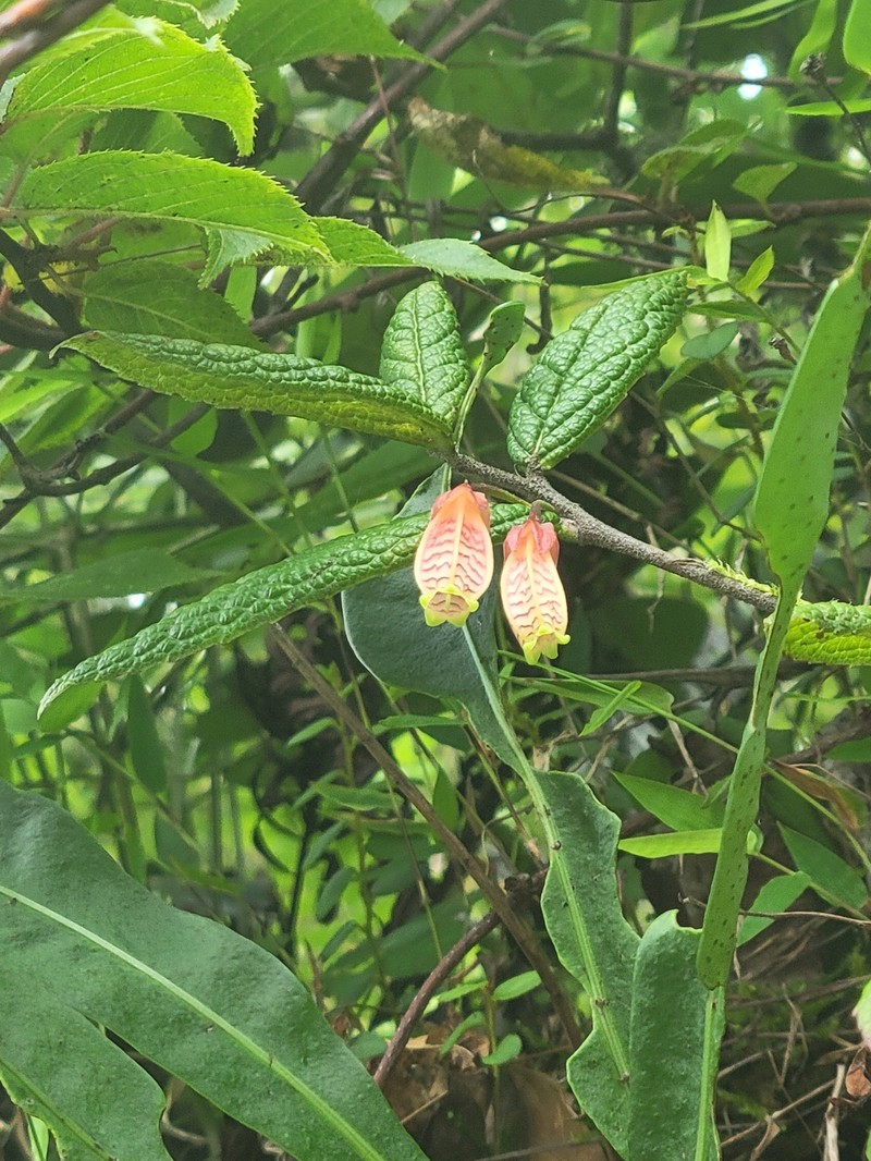Agapetes incurvata photo 5