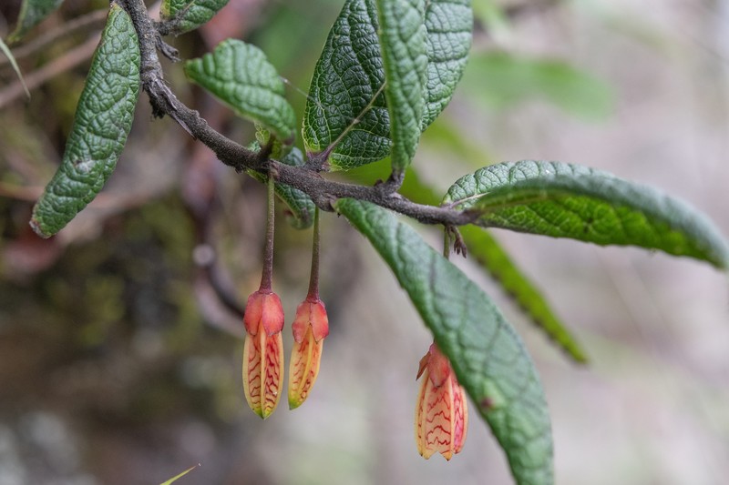 Agapetes incurvata photo 6