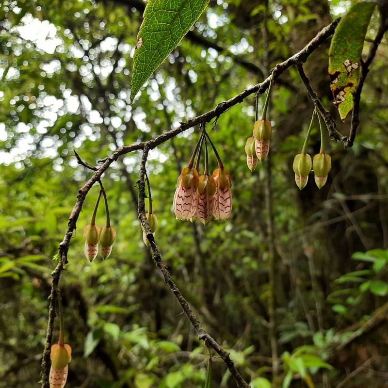 Agapetes incurvata photo 7