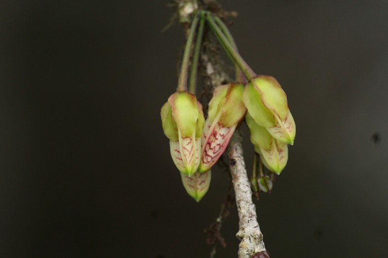 Agapetes incurvata photo 8