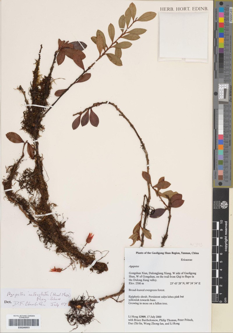 Agapetes interdicta photo 2