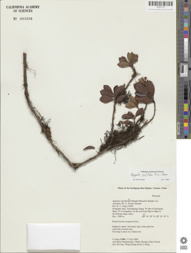 Agapetes interdicta photo 3