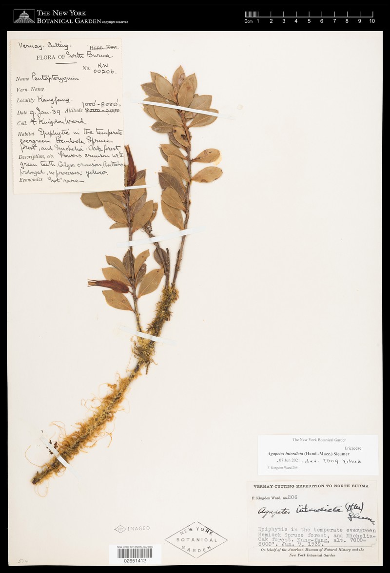 Agapetes interdicta photo 4