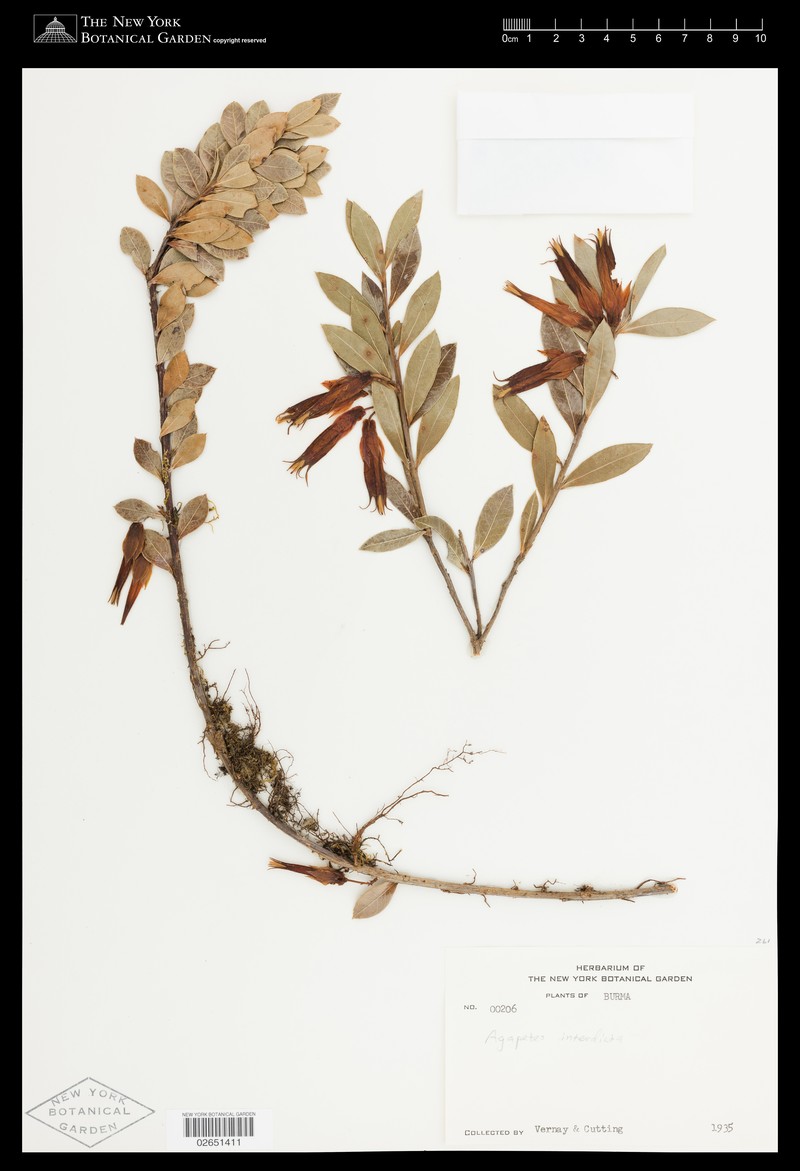 Agapetes interdicta photo 5