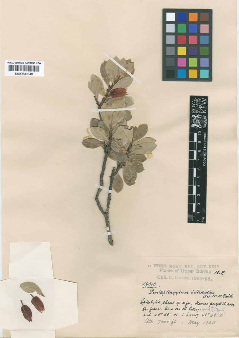 Agapetes interdicta photo 6
