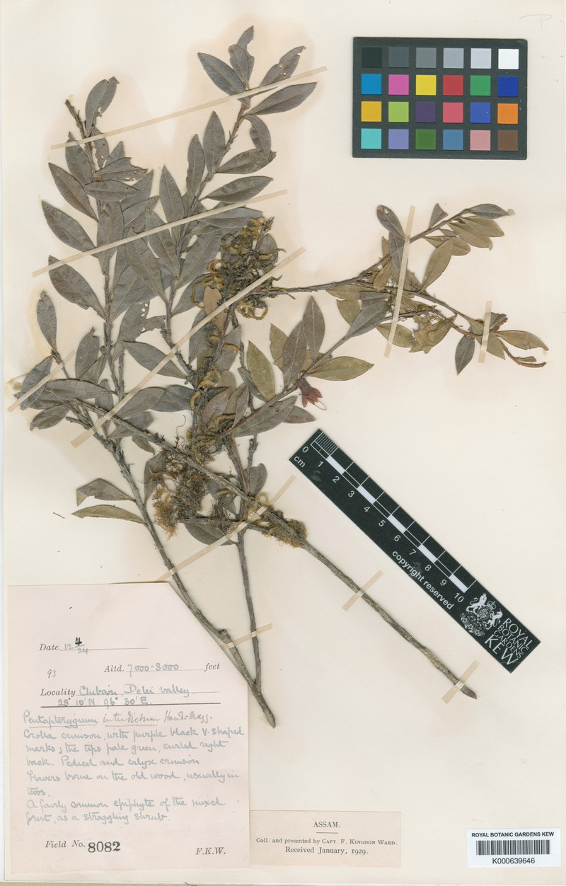 Agapetes interdicta photo 7