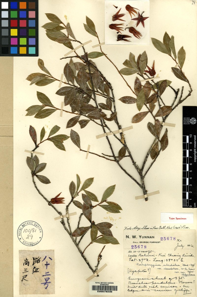 Agapetes interdicta photo 8