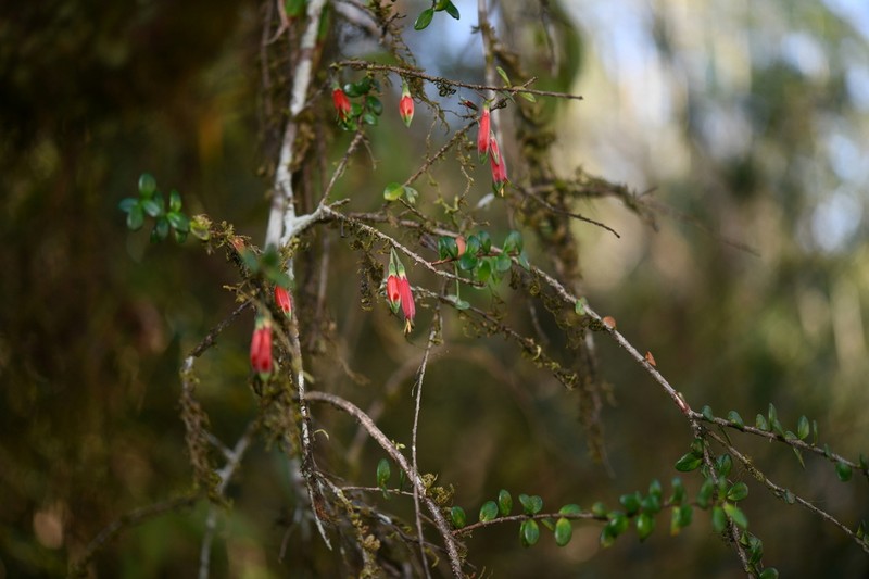 Agapetes lacei