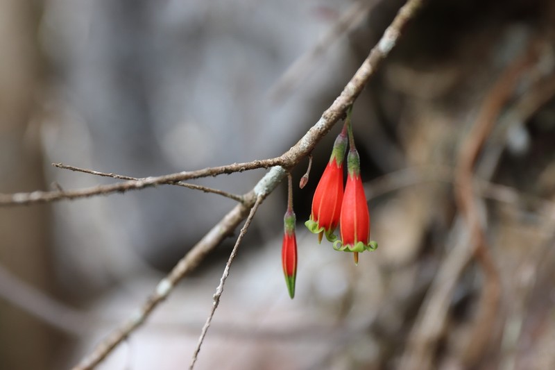 Agapetes lacei photo 2