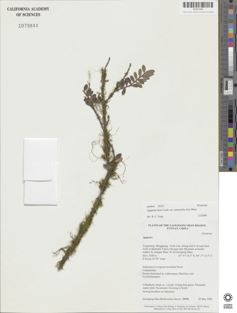 Agapetes lacei photo 3