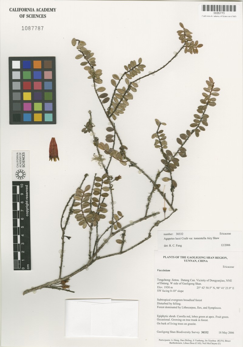 Agapetes lacei photo 4