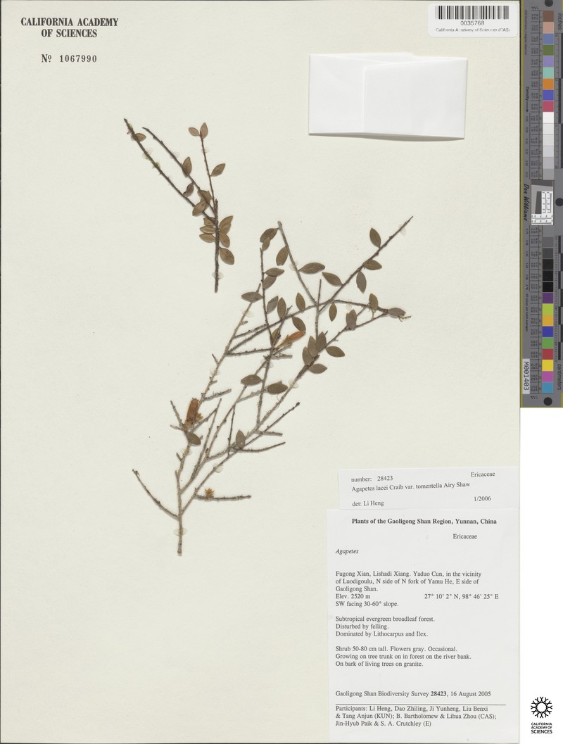 Agapetes lacei photo 5
