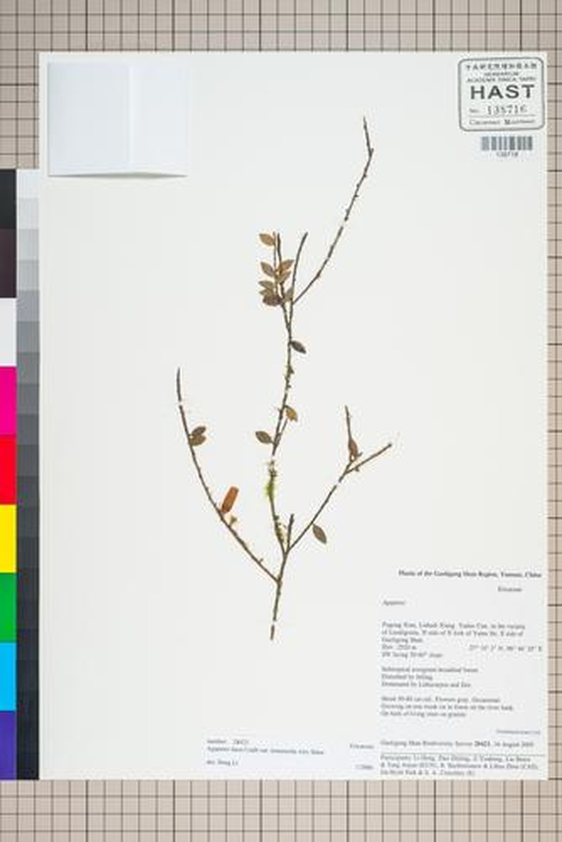 Agapetes lacei photo 6