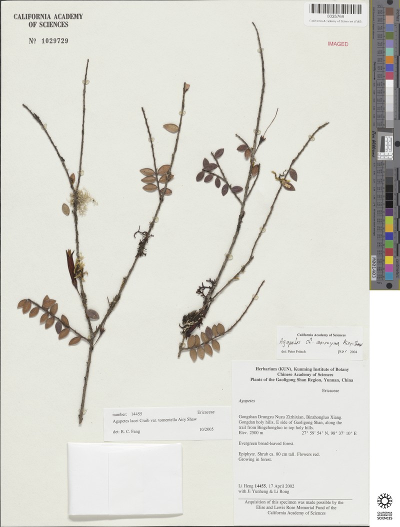 Agapetes lacei photo 7