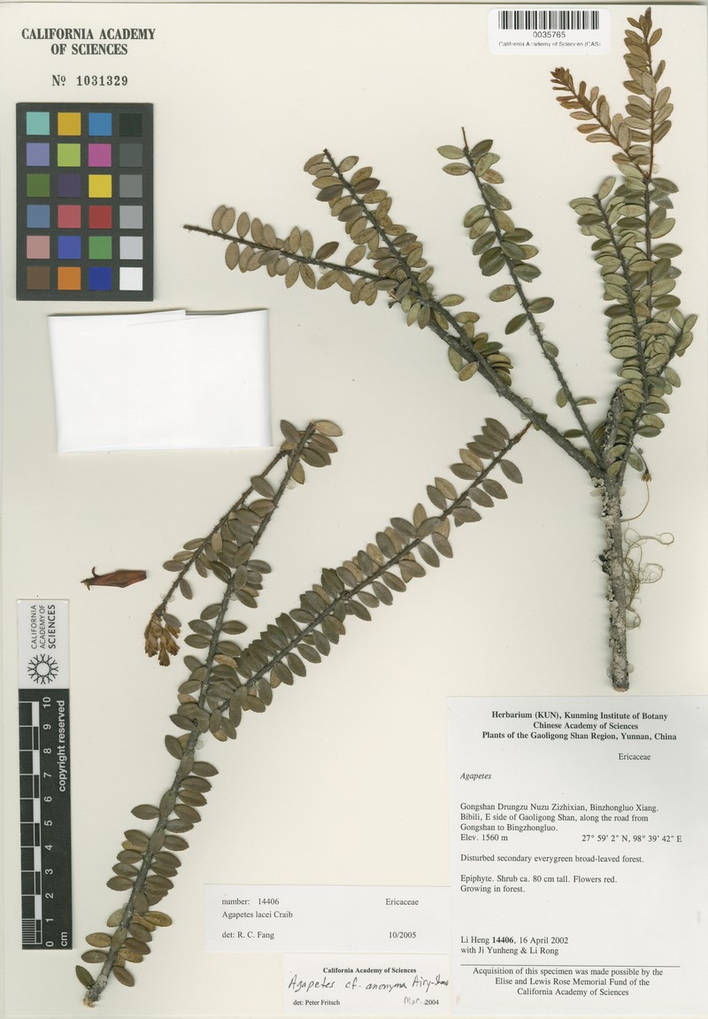 Agapetes lacei photo 8