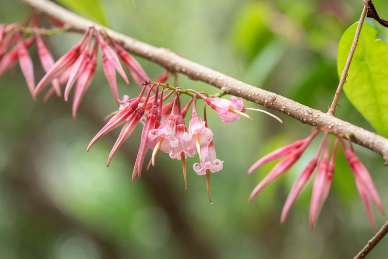 Agapetes lobbii