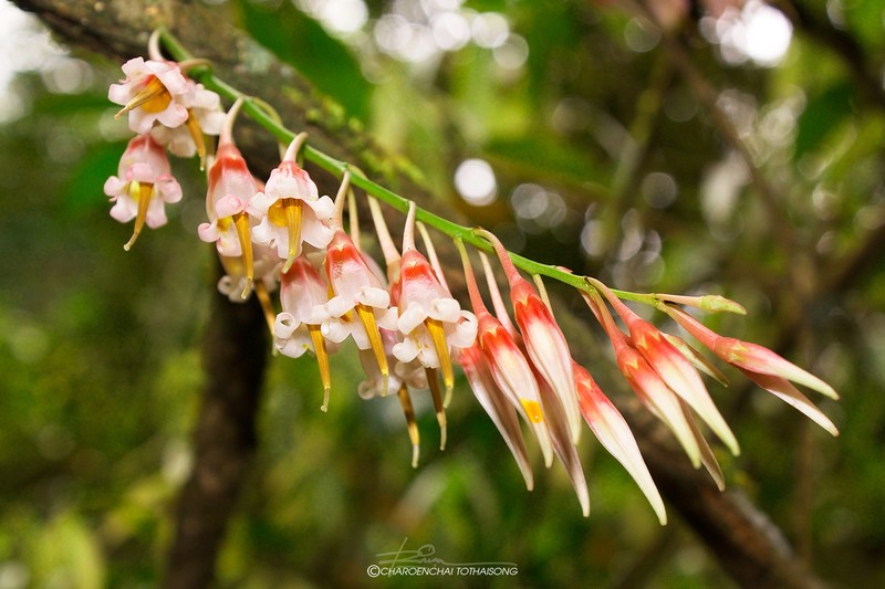 Agapetes lobbii photo 4