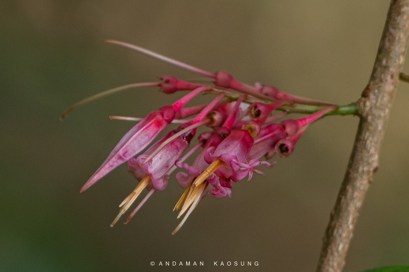 Agapetes lobbii photo 6