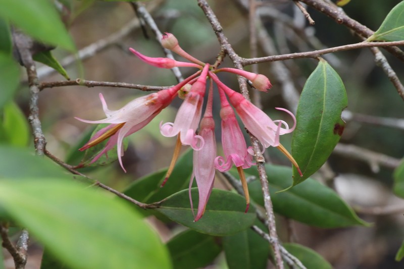 Agapetes lobbii photo 7