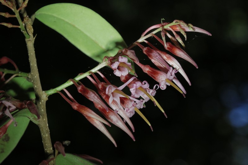 Agapetes lobbii photo 8