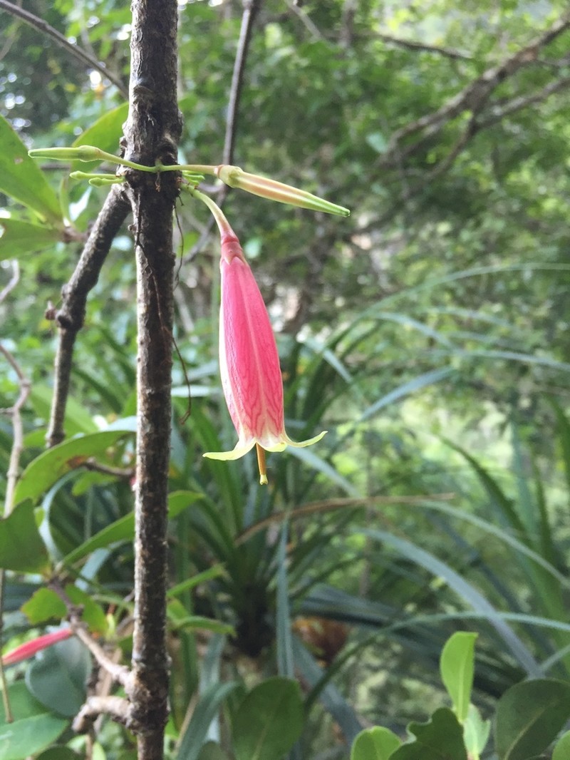 Agapetes loranthiflora