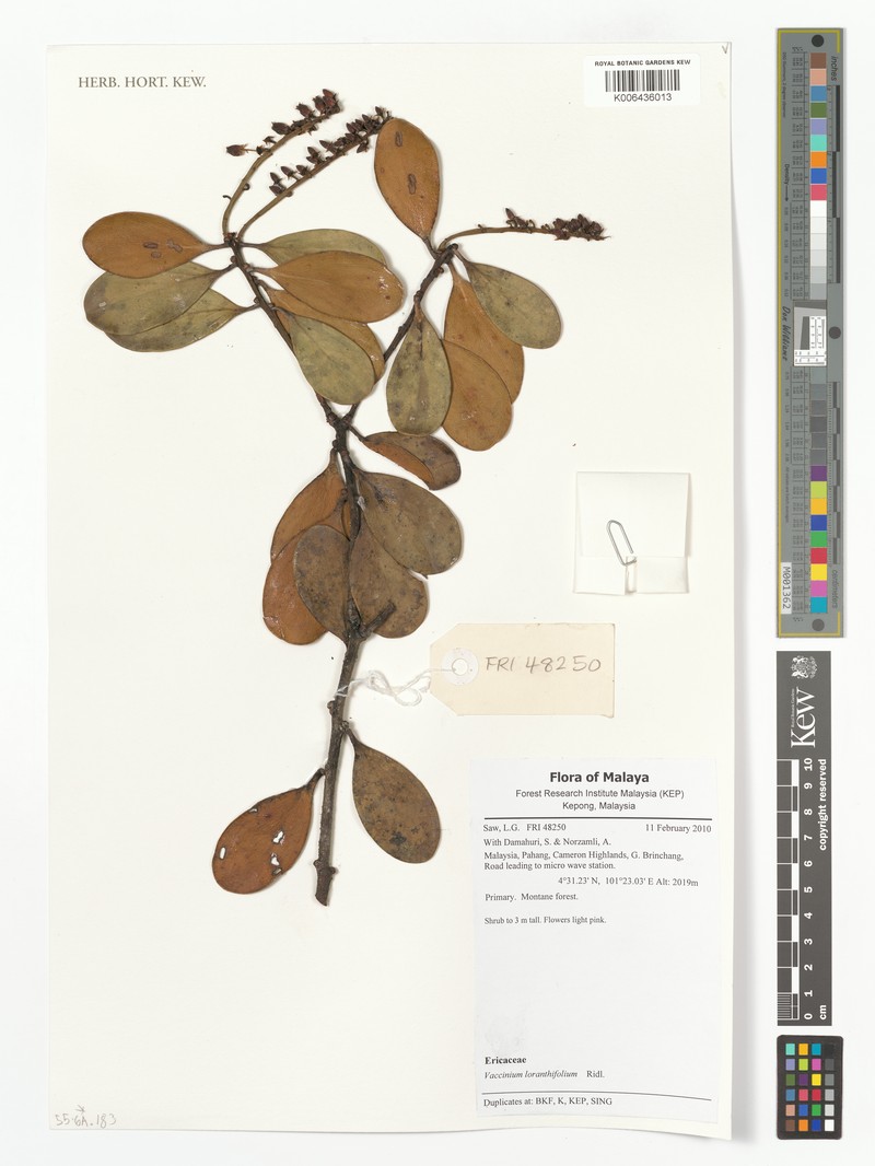 Agapetes loranthiflora photo 3