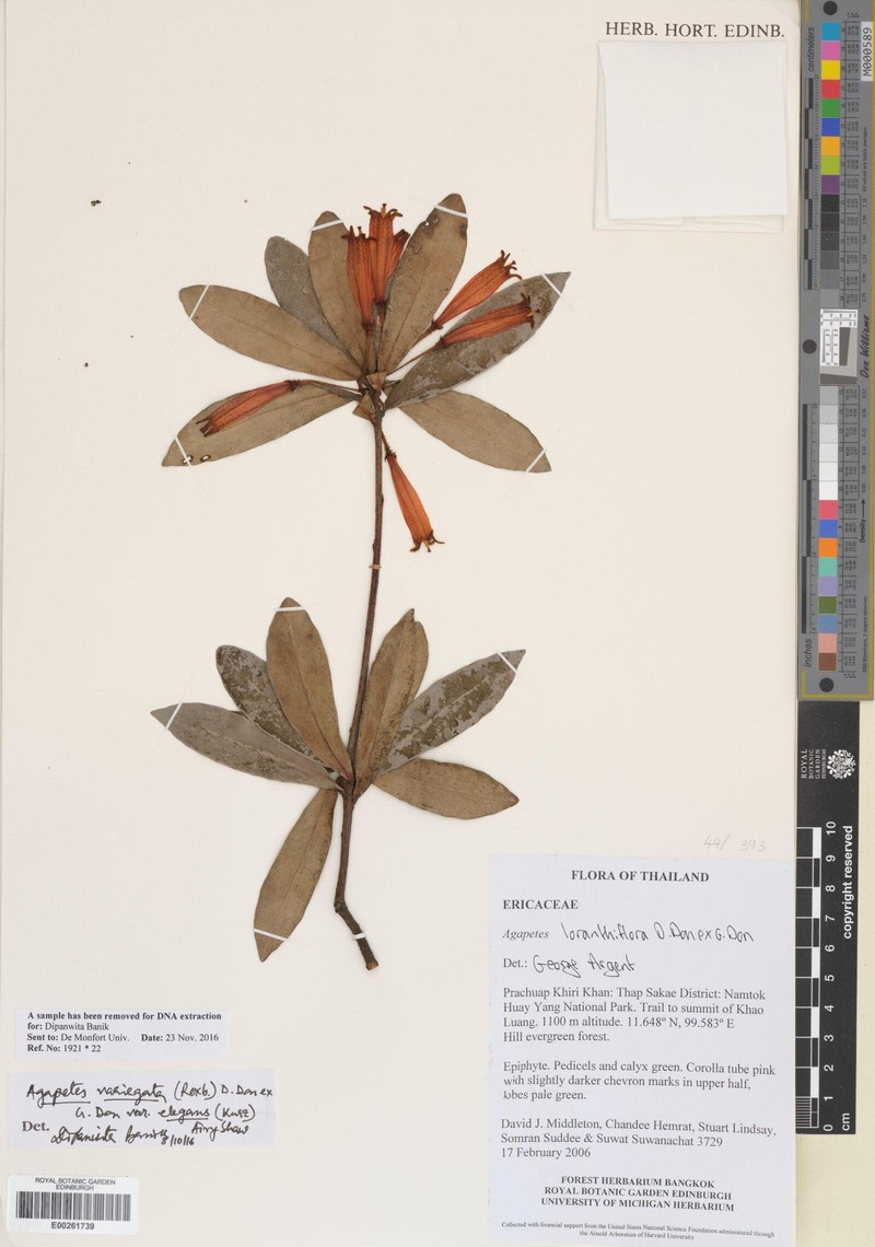 Agapetes loranthiflora photo 5