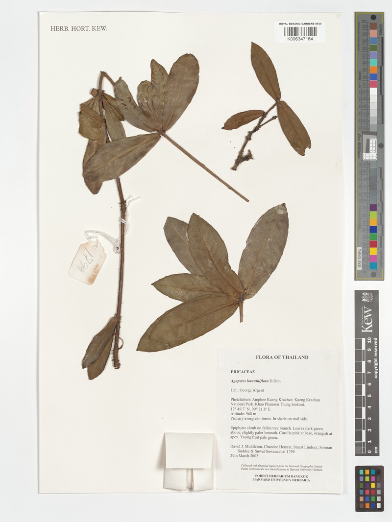 Agapetes loranthiflora photo 6