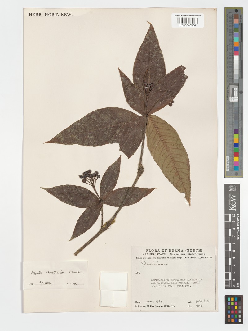Agapetes macrostemon